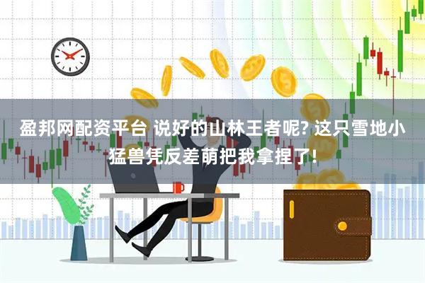 盈邦网配资平台 说好的山林王者呢? 这只雪地小猛兽凭反差萌把我拿捏了!